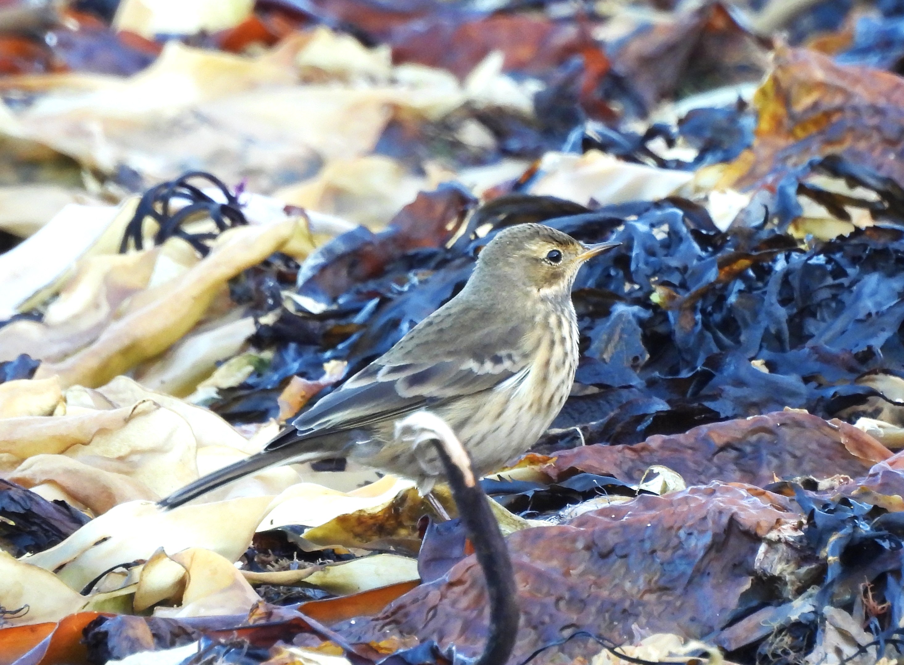 American Pipit