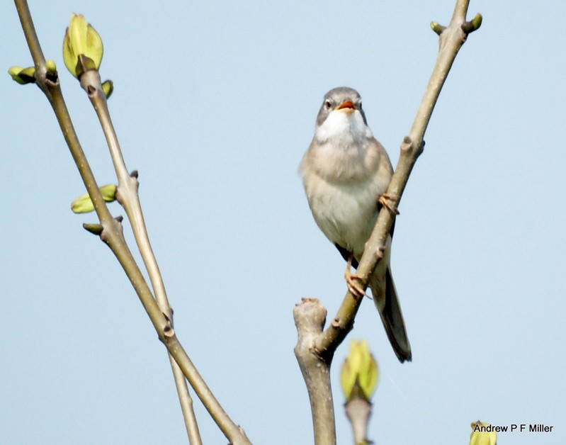 Whitethroat