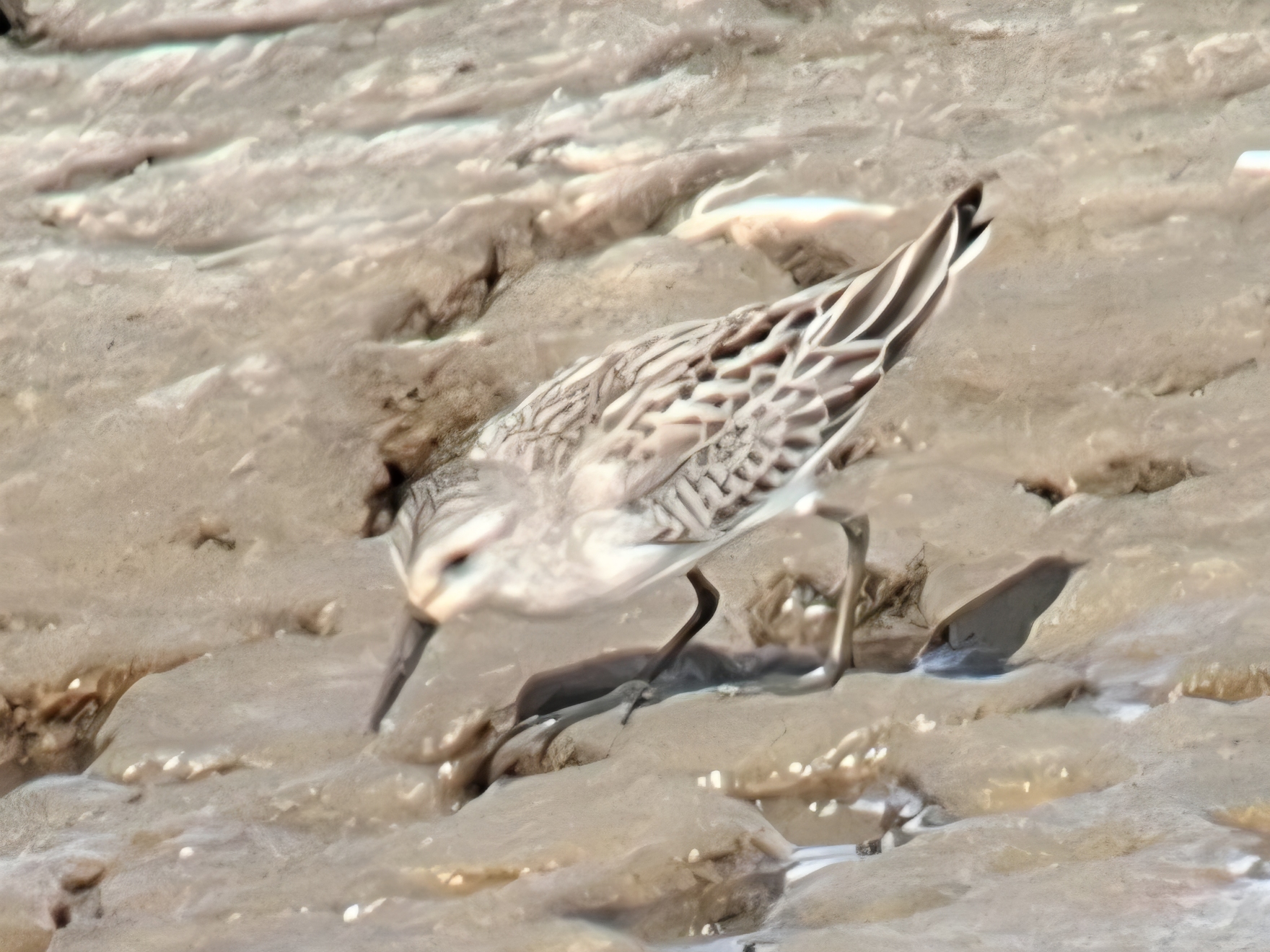 Semipalmated Sandpiper