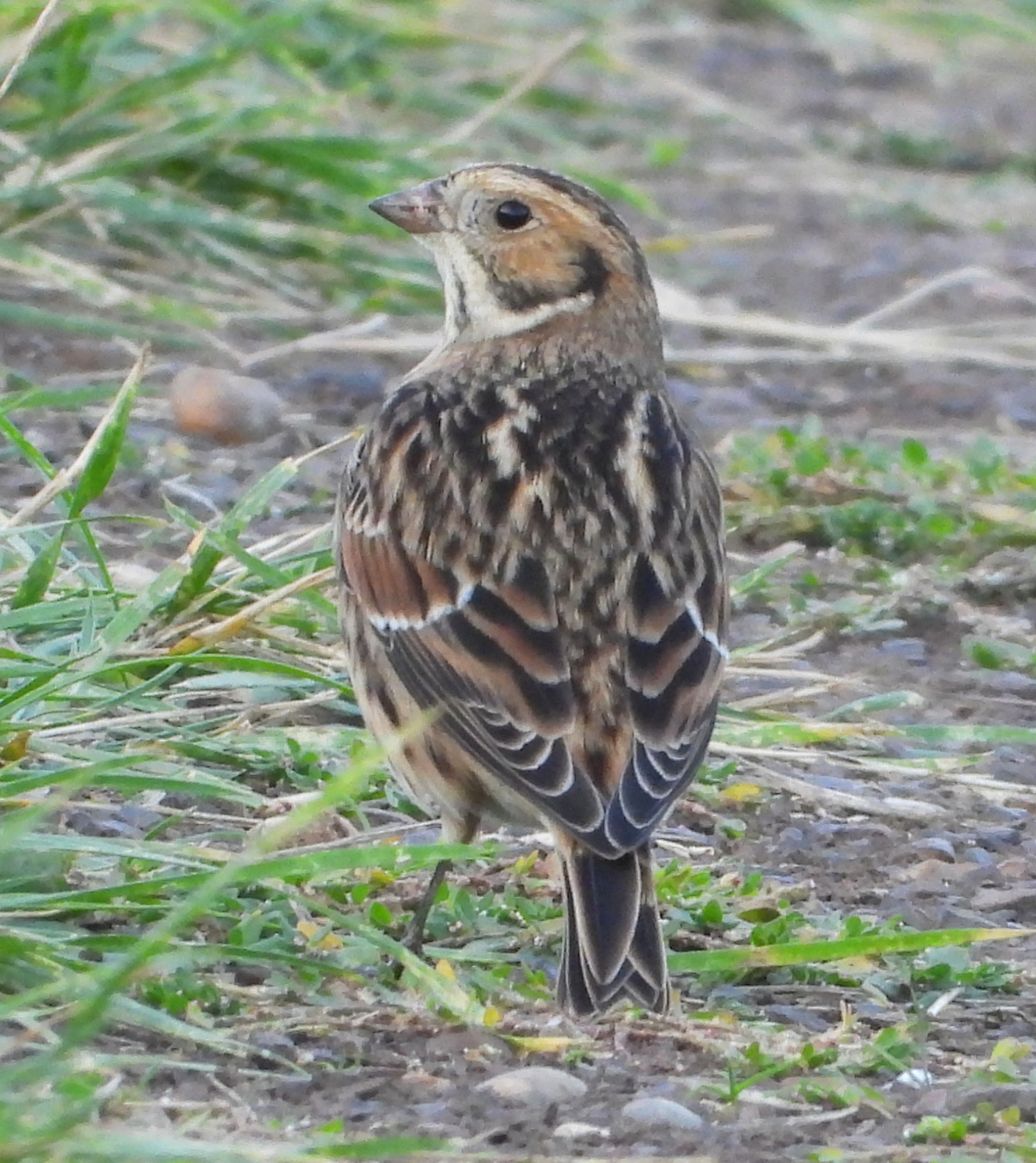 Lapland Bunting