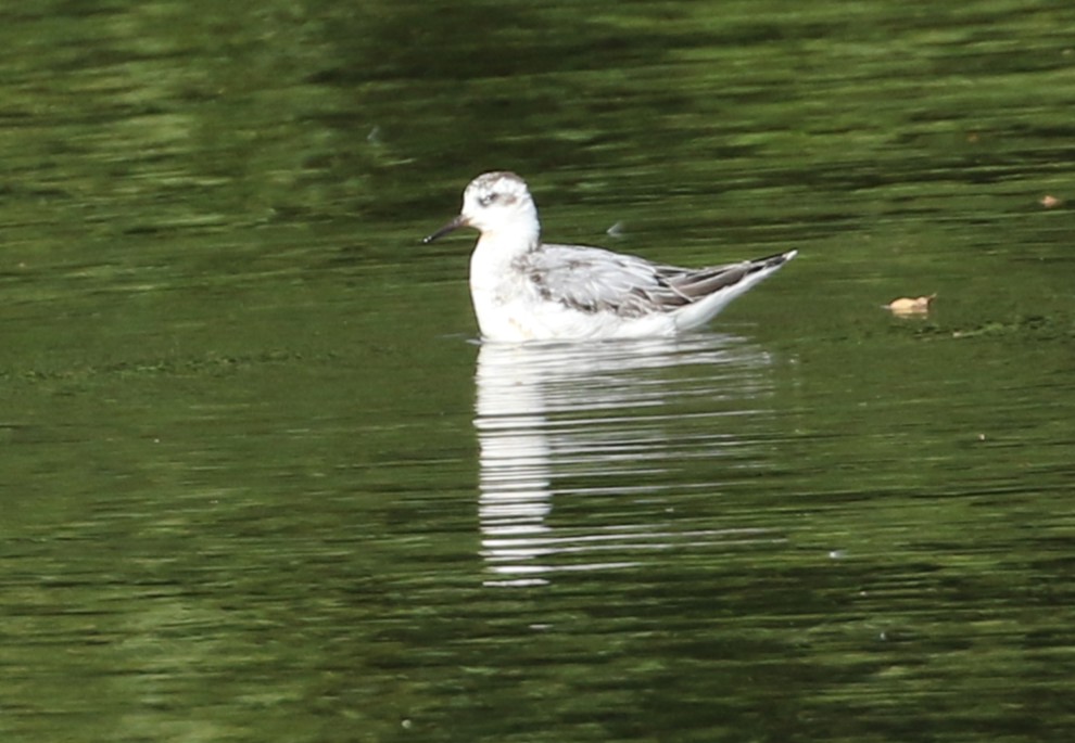 Grey Phalarope
