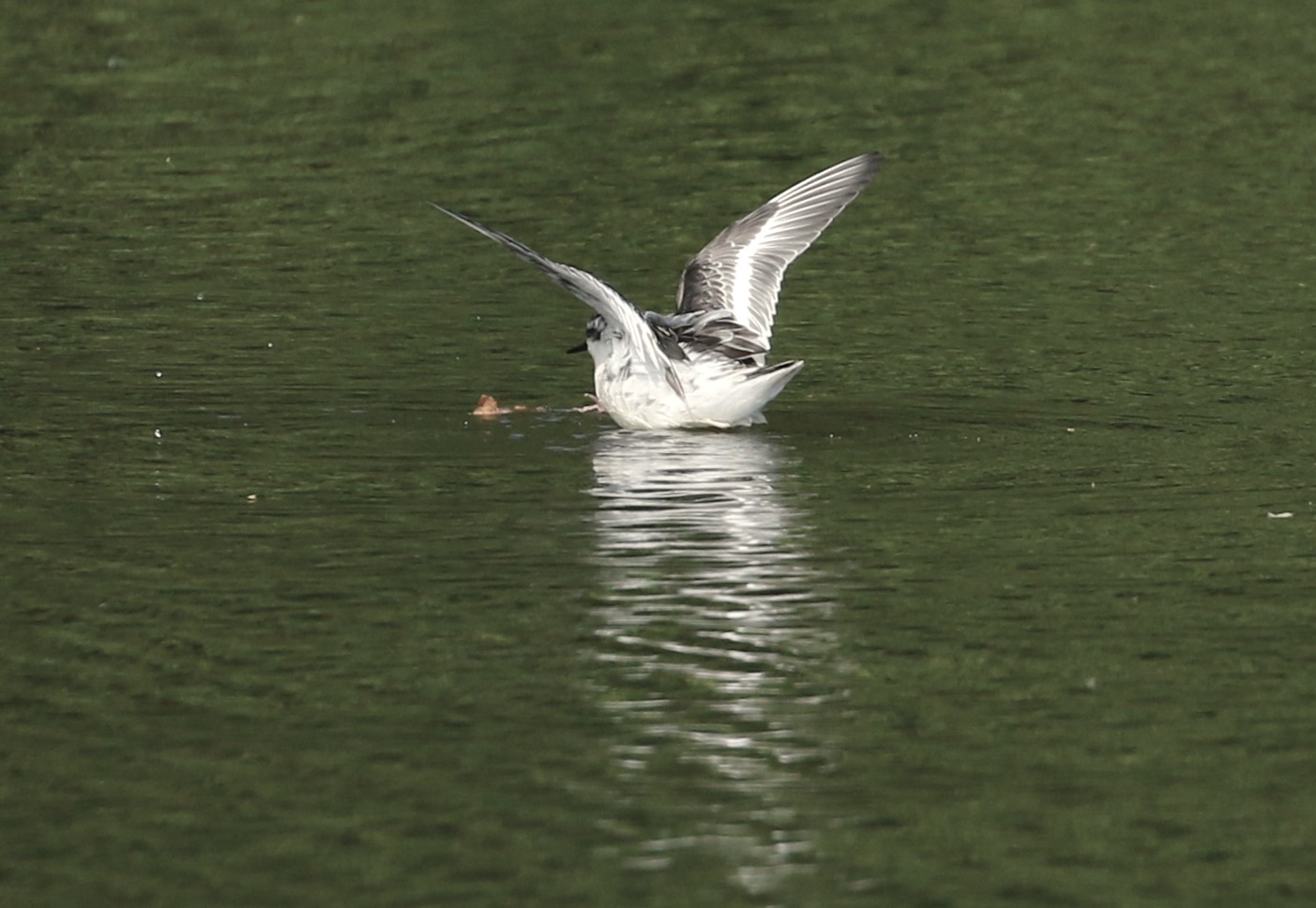 Grey Phalarope