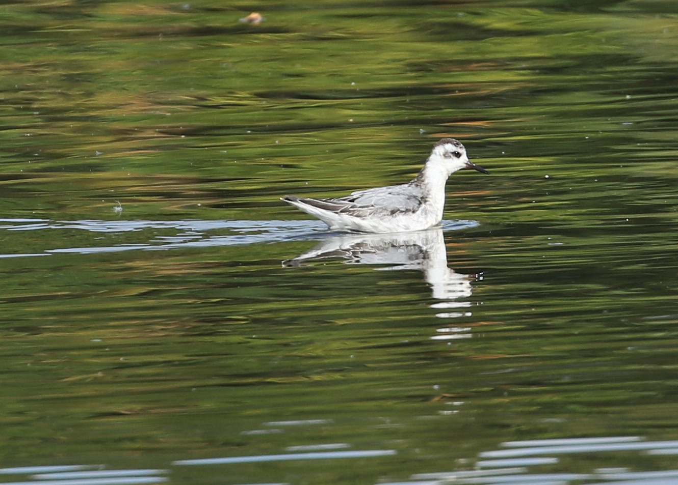Grey Phalarope