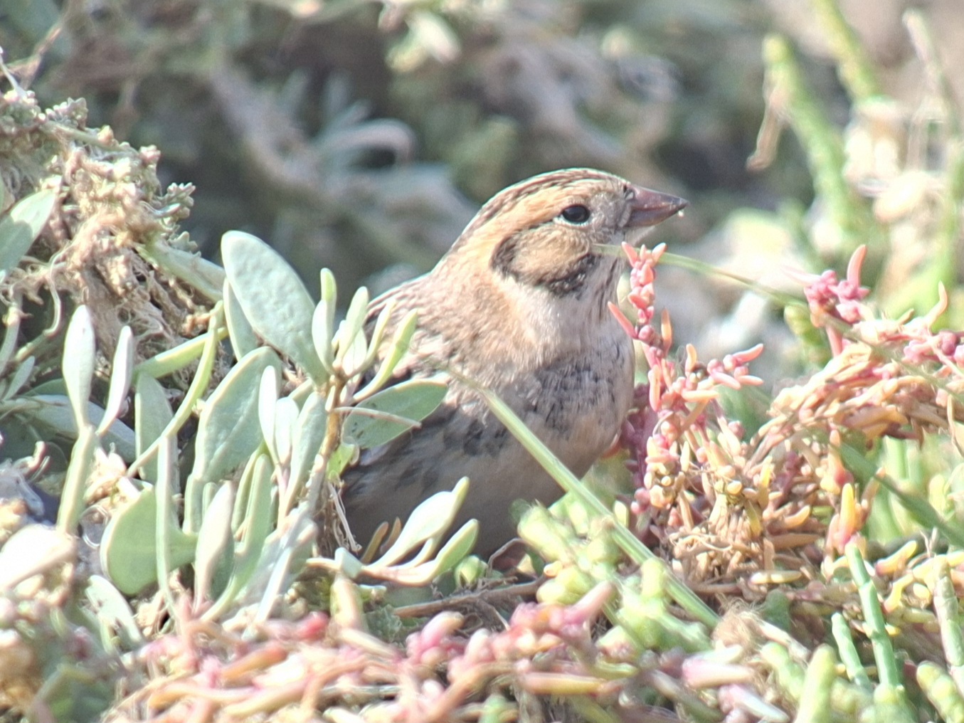Lapland bunting