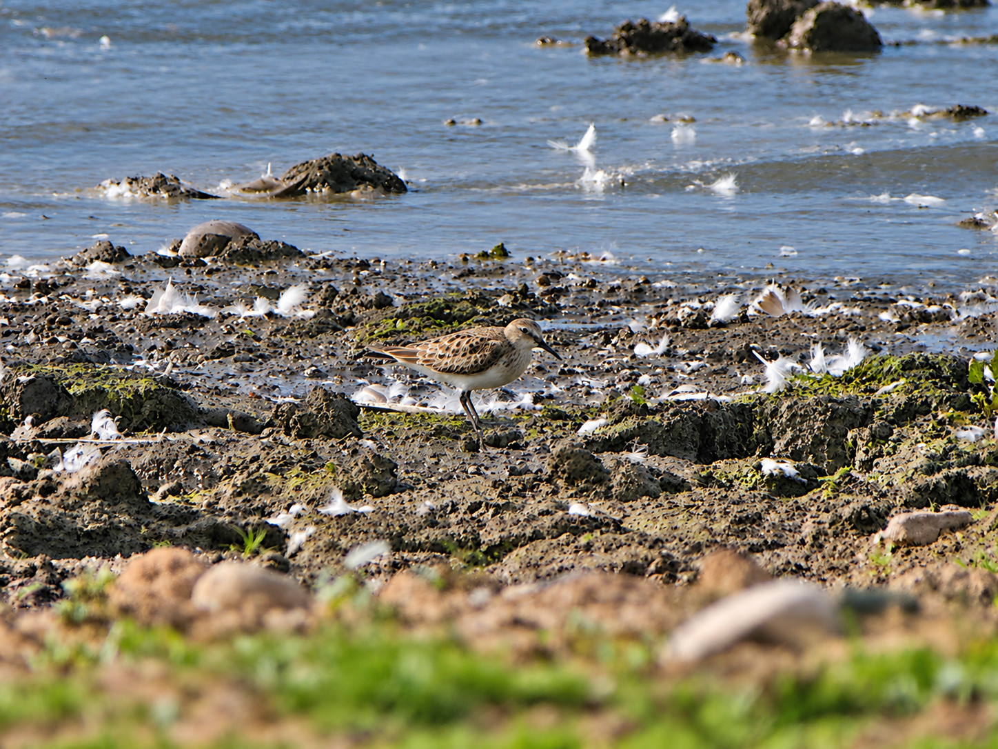 Baird's Sandpiper
