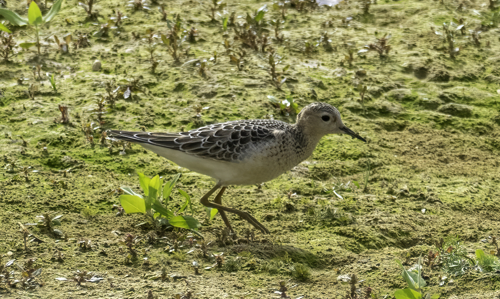 Buff-breasted Sandpiper