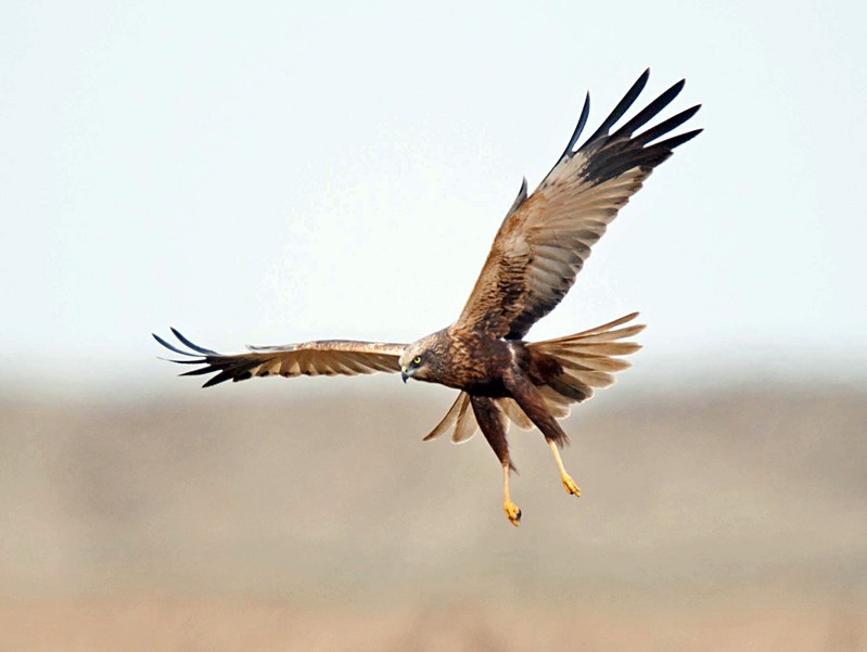 Marsh Harrier