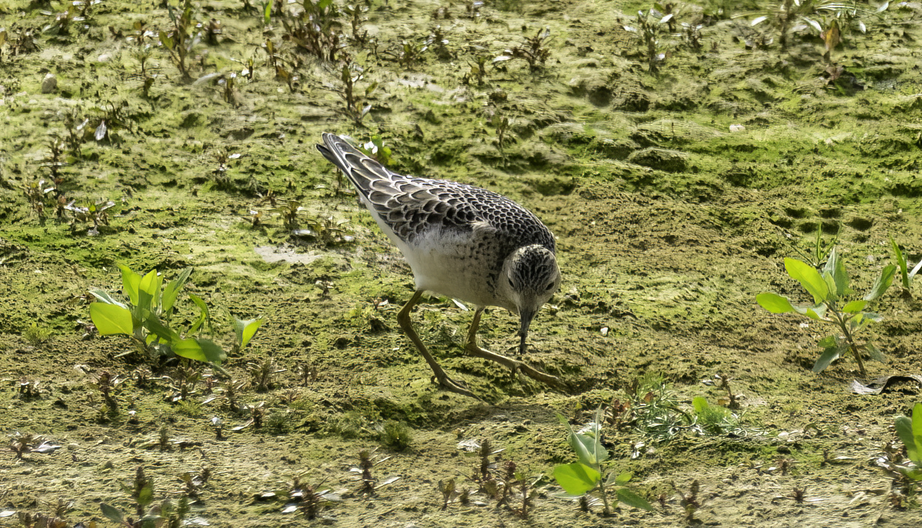Buff-breasted Sandpiper