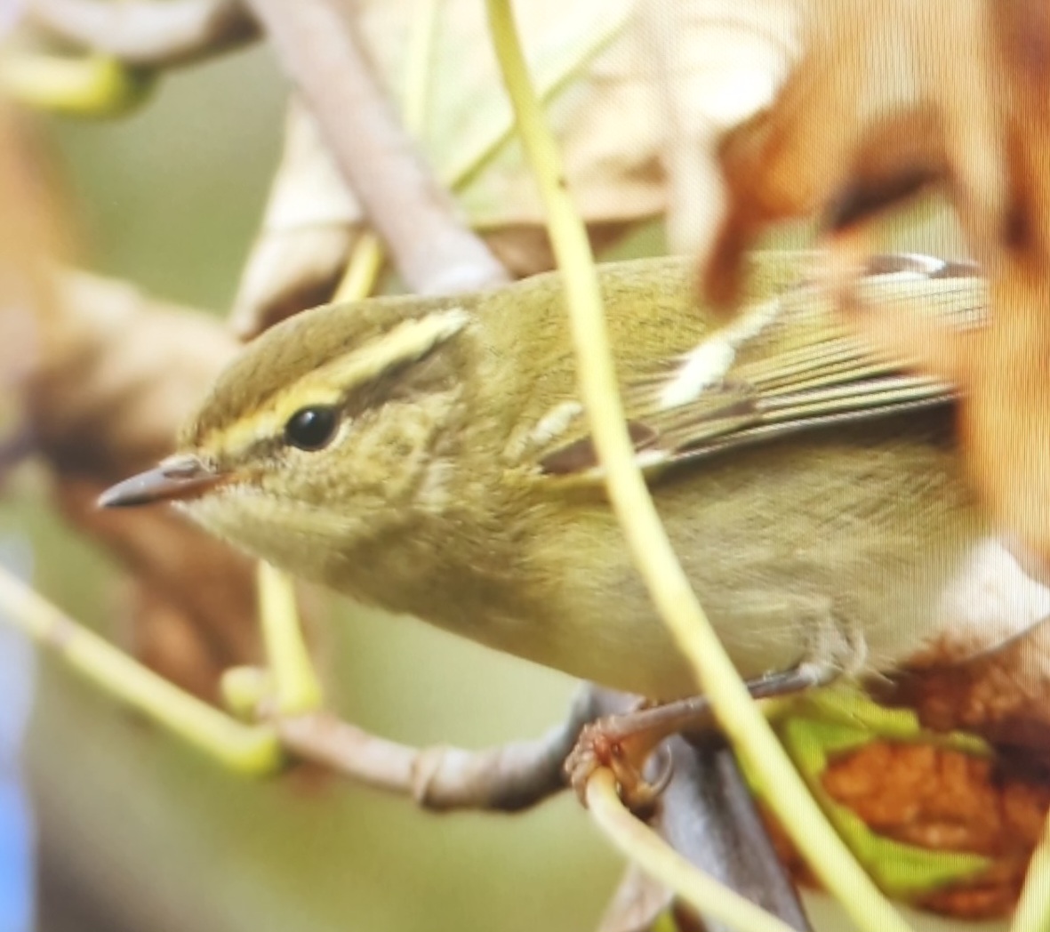 Yellow Browed warbler