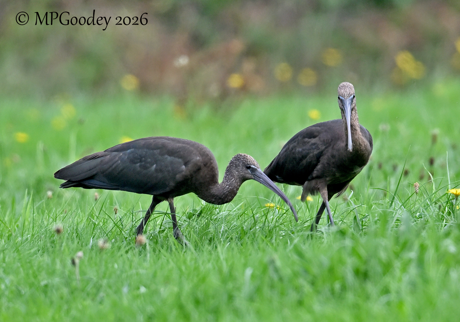 Glossy Ibis