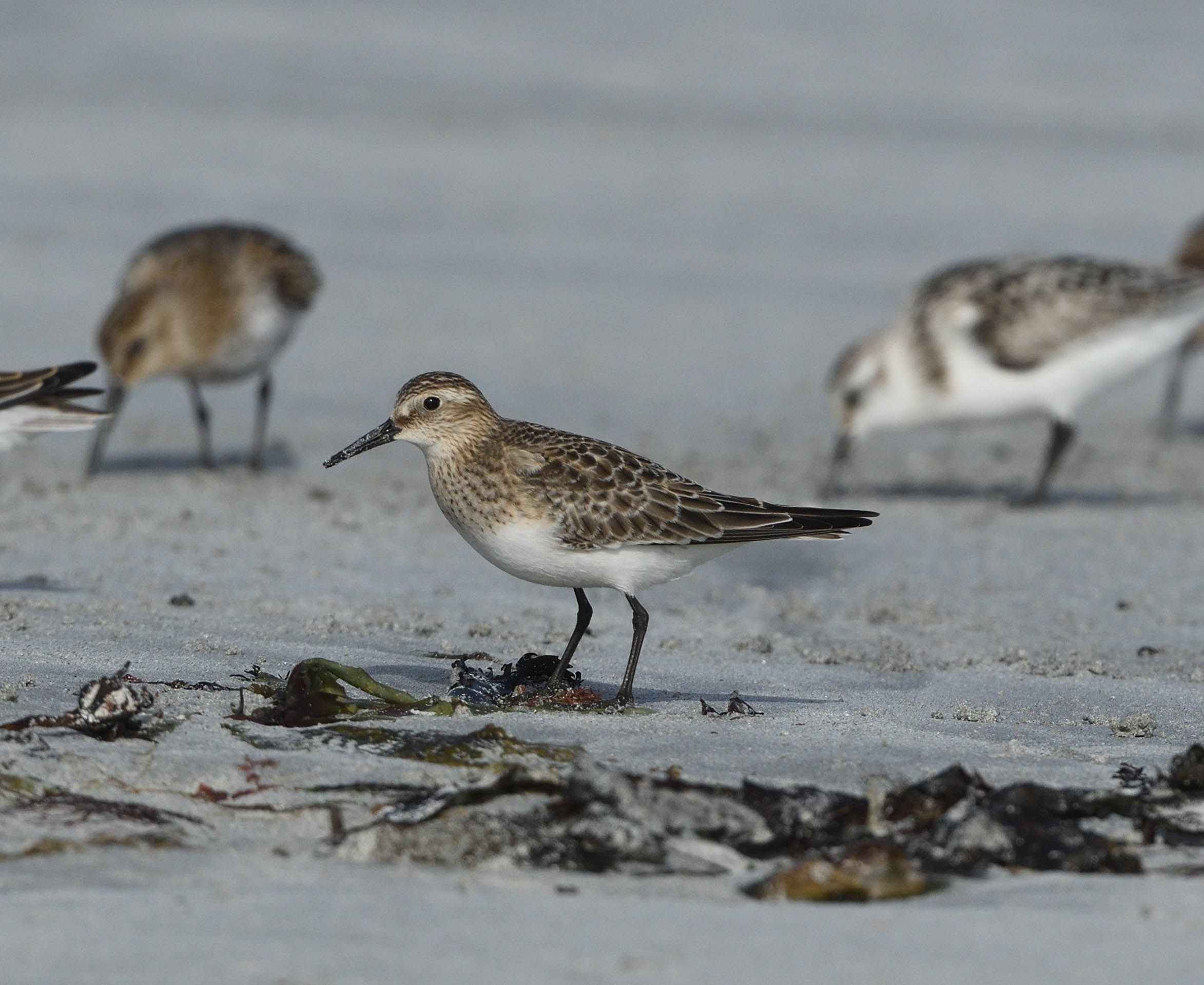 Baird's Sandpiper