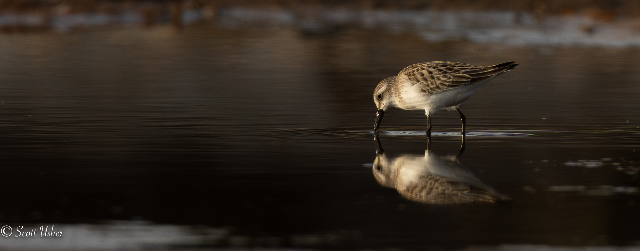 Semipalmated Sandpiper