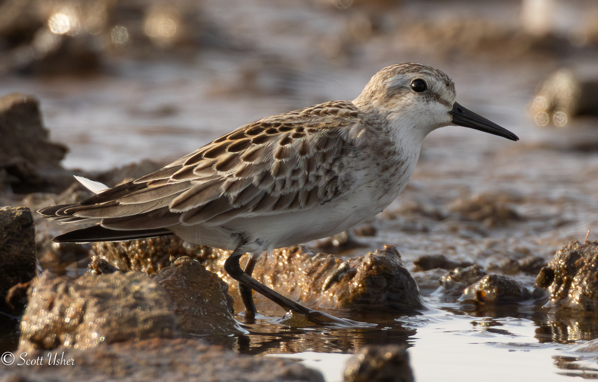 Semipalmated Sandpiper