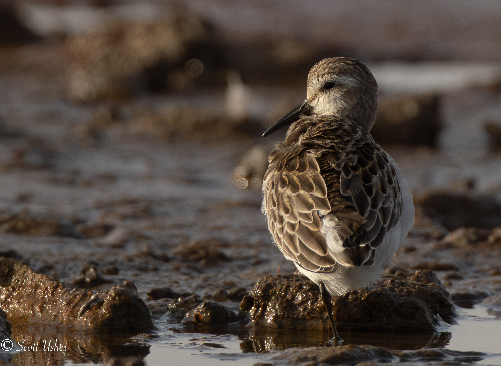 Semipalmated Sandpiper