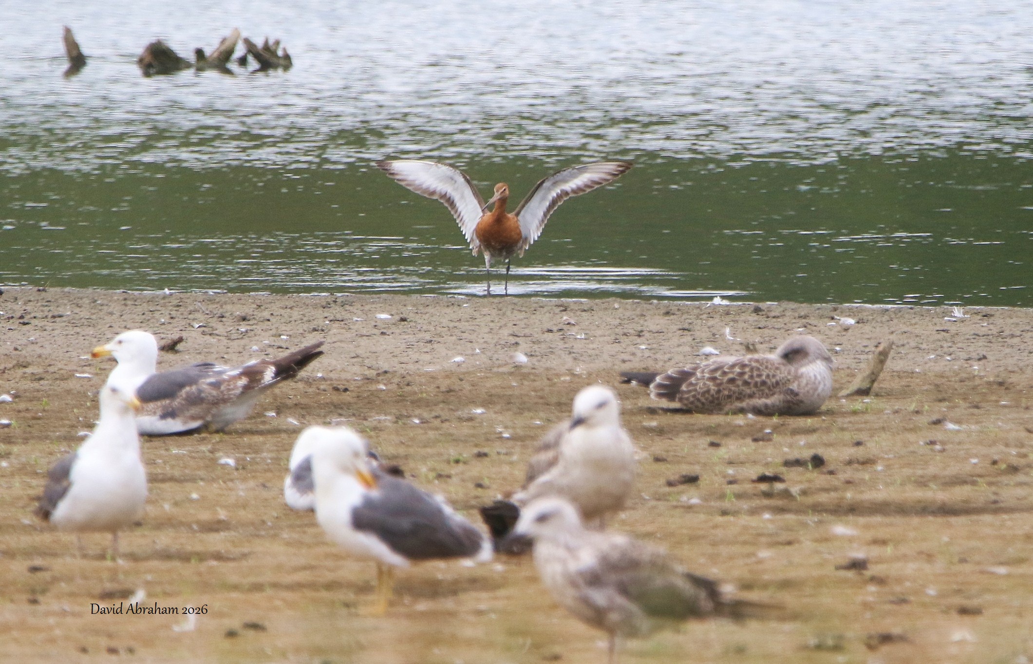 Black-tailed Godwit 