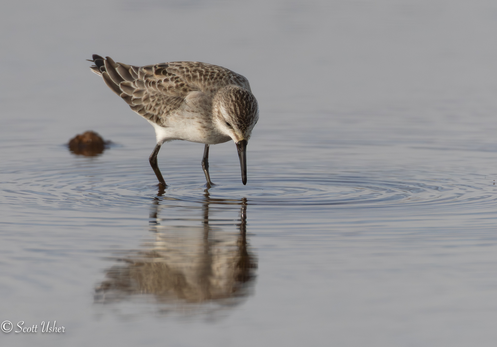 Semipalmated Sandpiper
