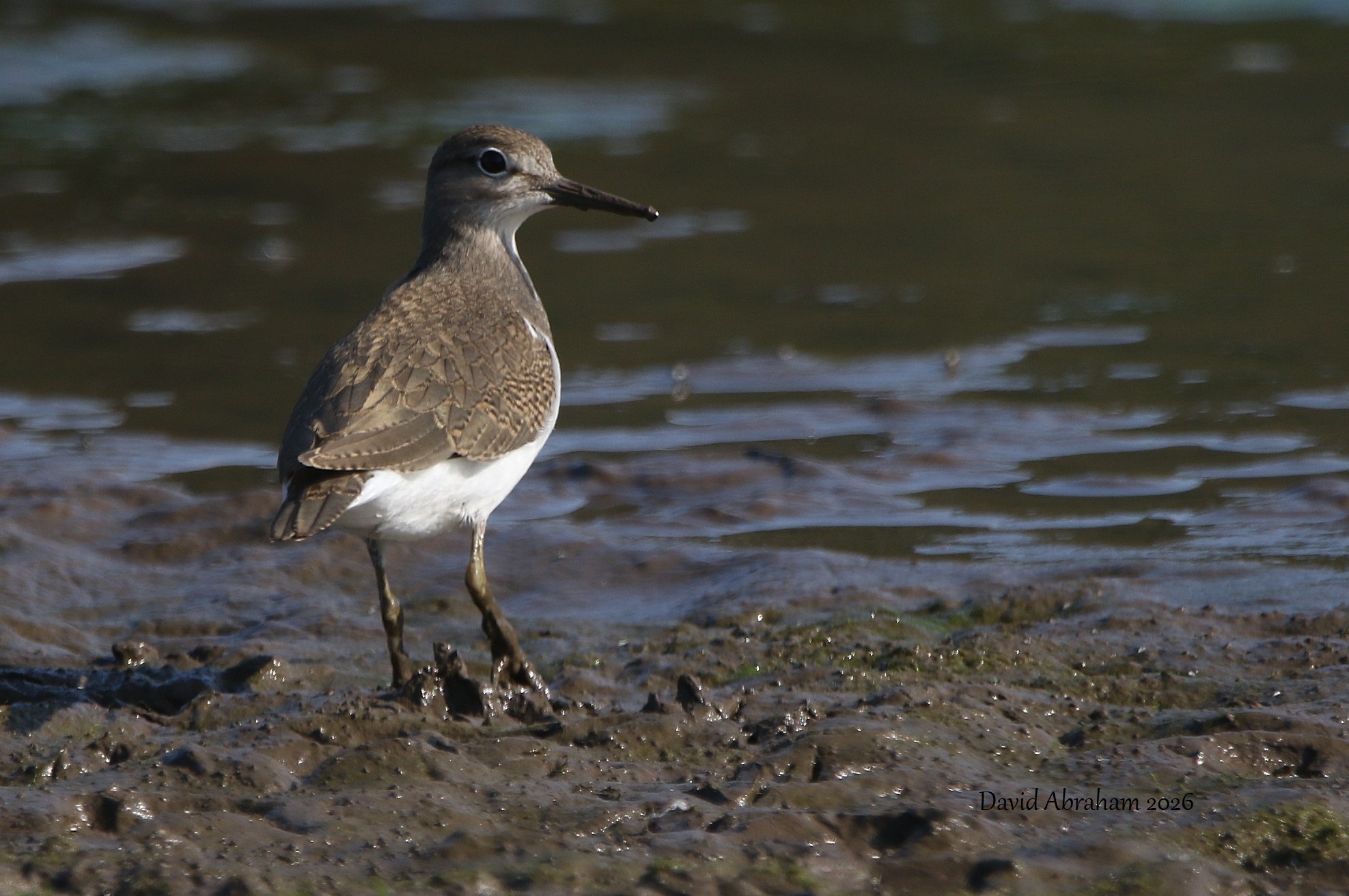 Common Sandpiper 