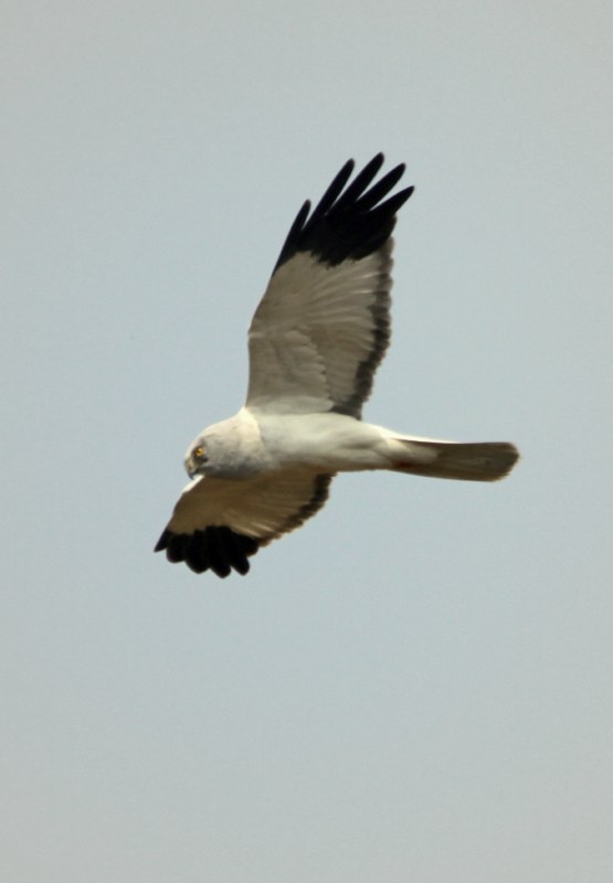Hen Harrier