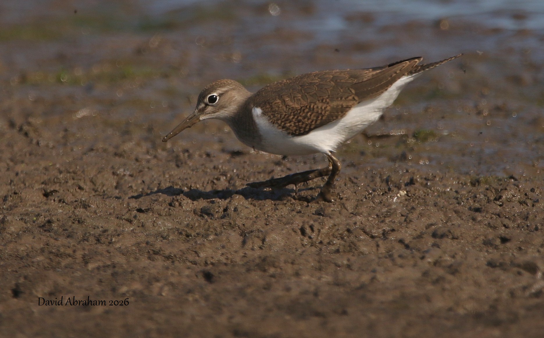 Common Sandpiper 