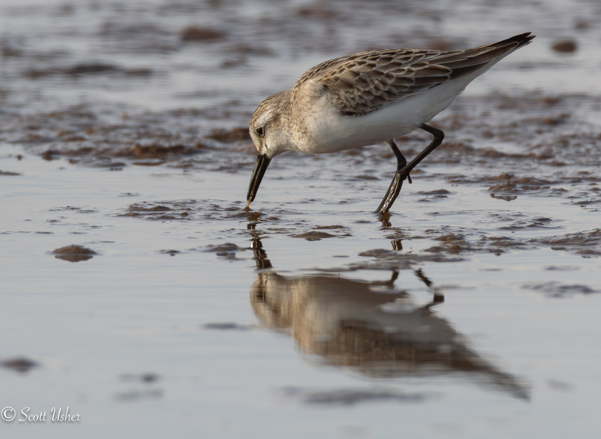 Semipalmated Sandpiper