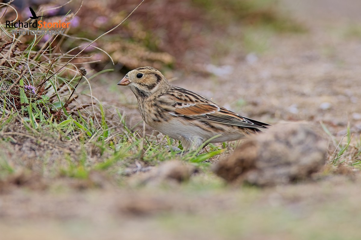 Lapland Bunting