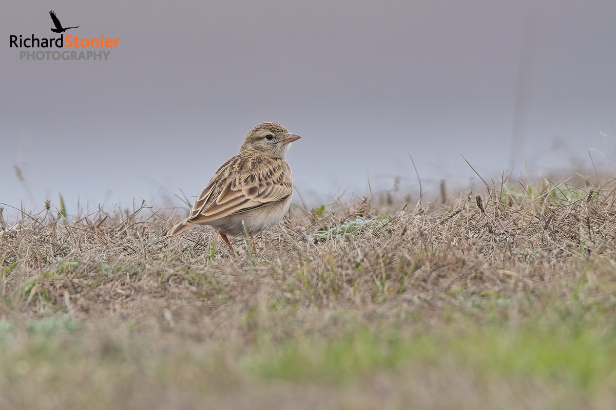 Short-toed Lark