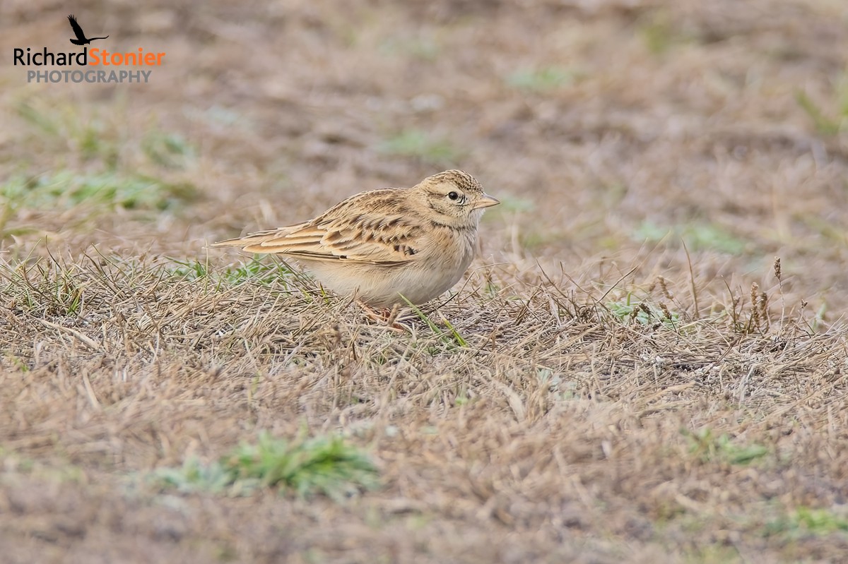 Short-toed Lark