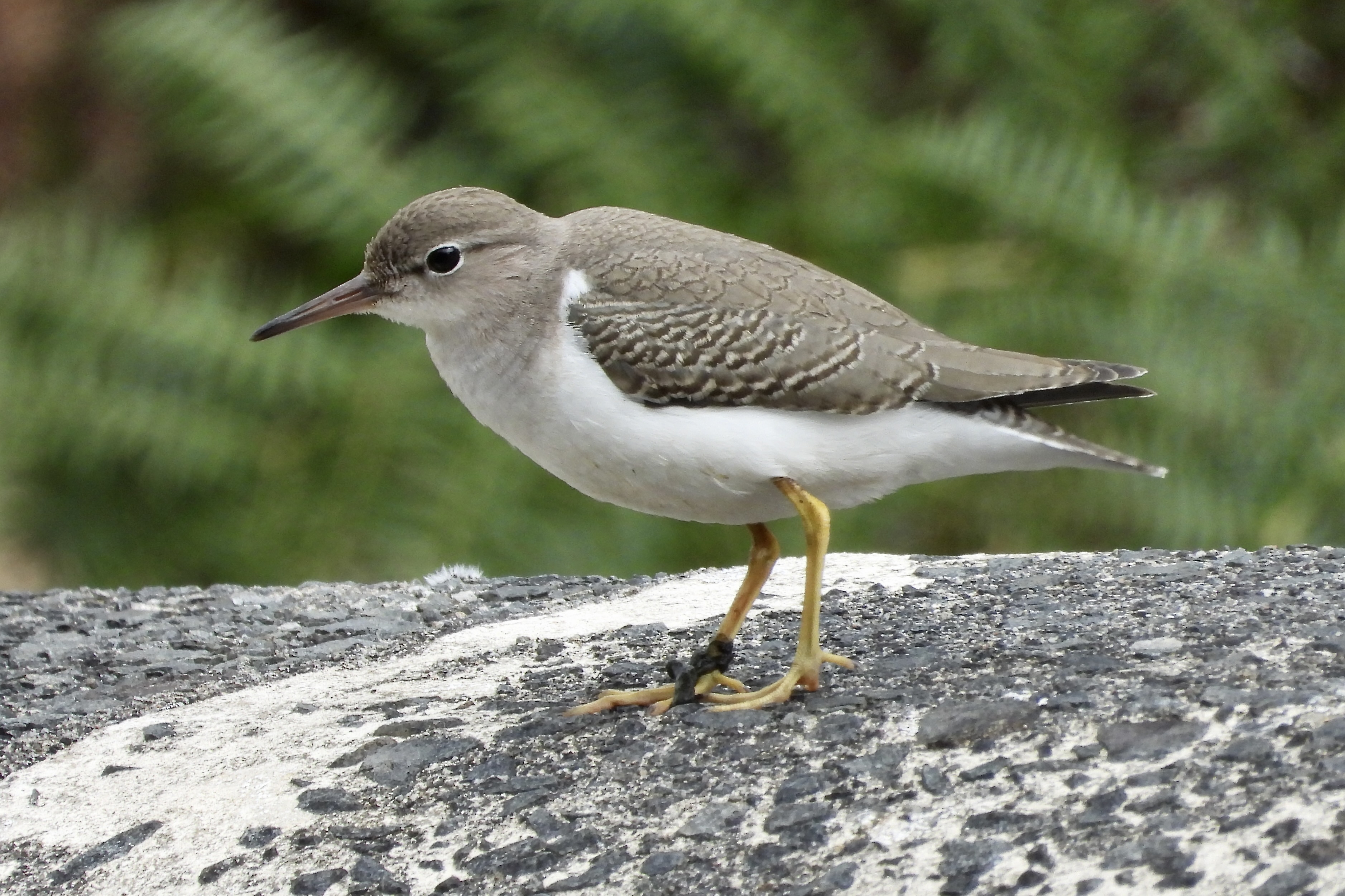 Spotted Sandpiper