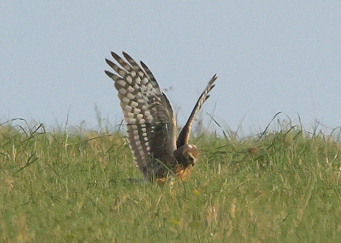 Hen Harrier