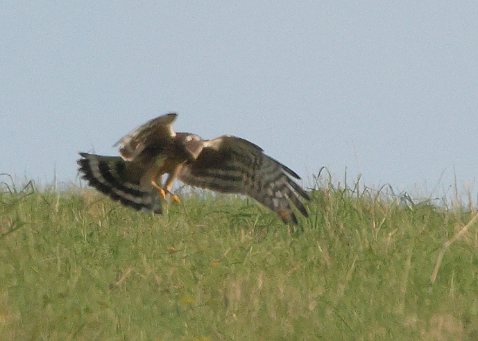 Hen Harrier