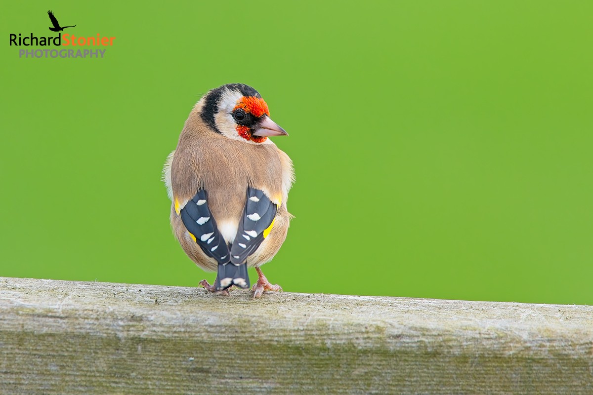 Goldfinch