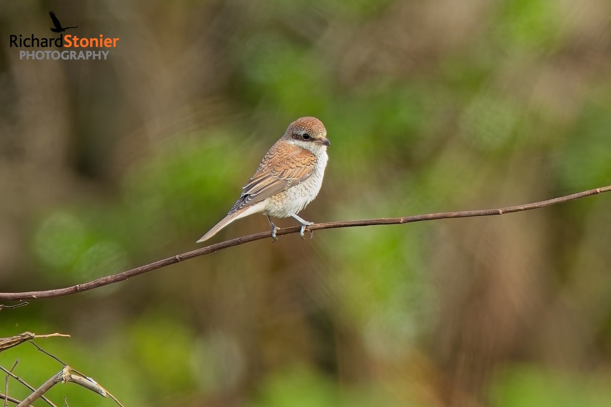 Red-backed Shrike