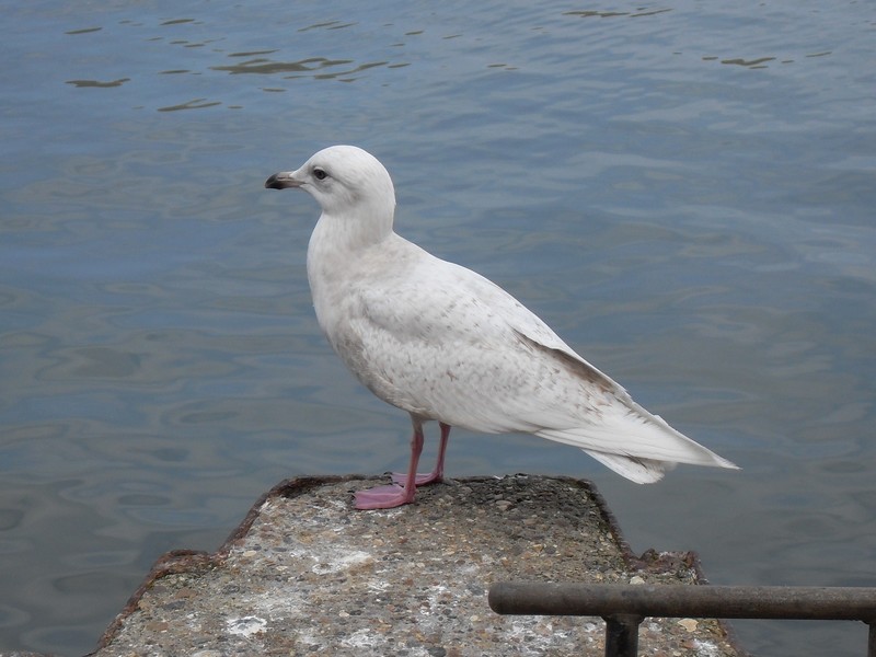 Iceland Gull