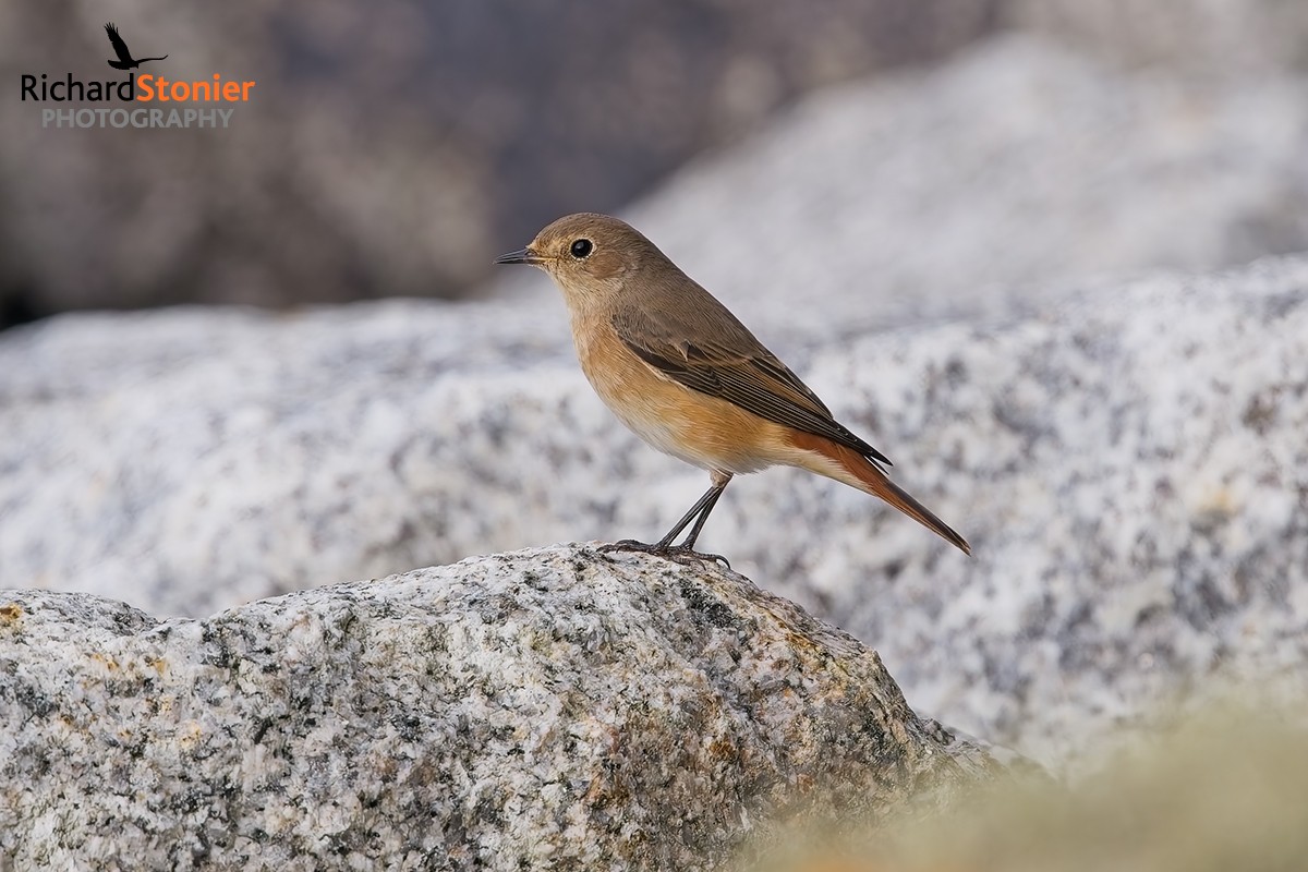 Redstart