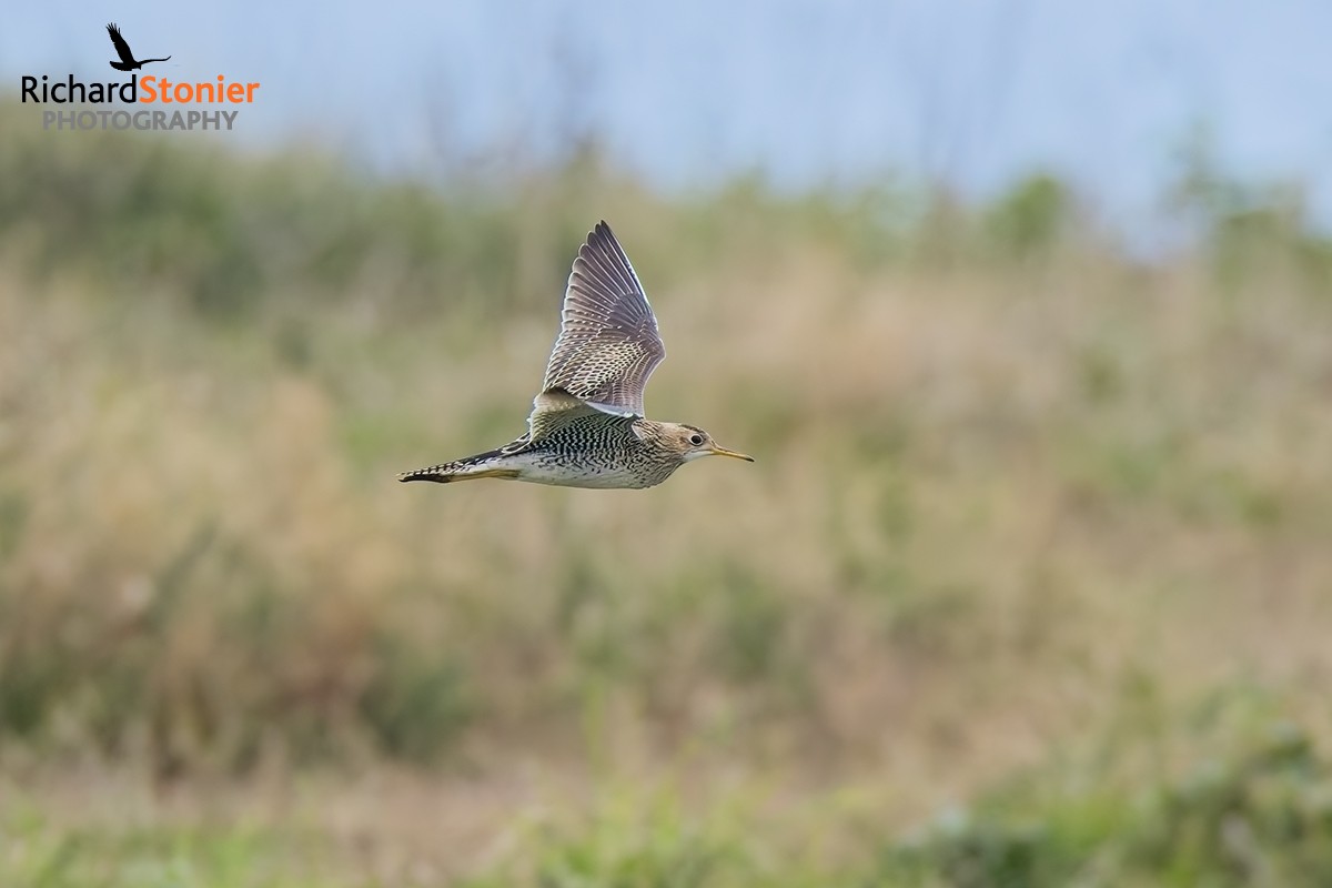 Upland Sandpiper