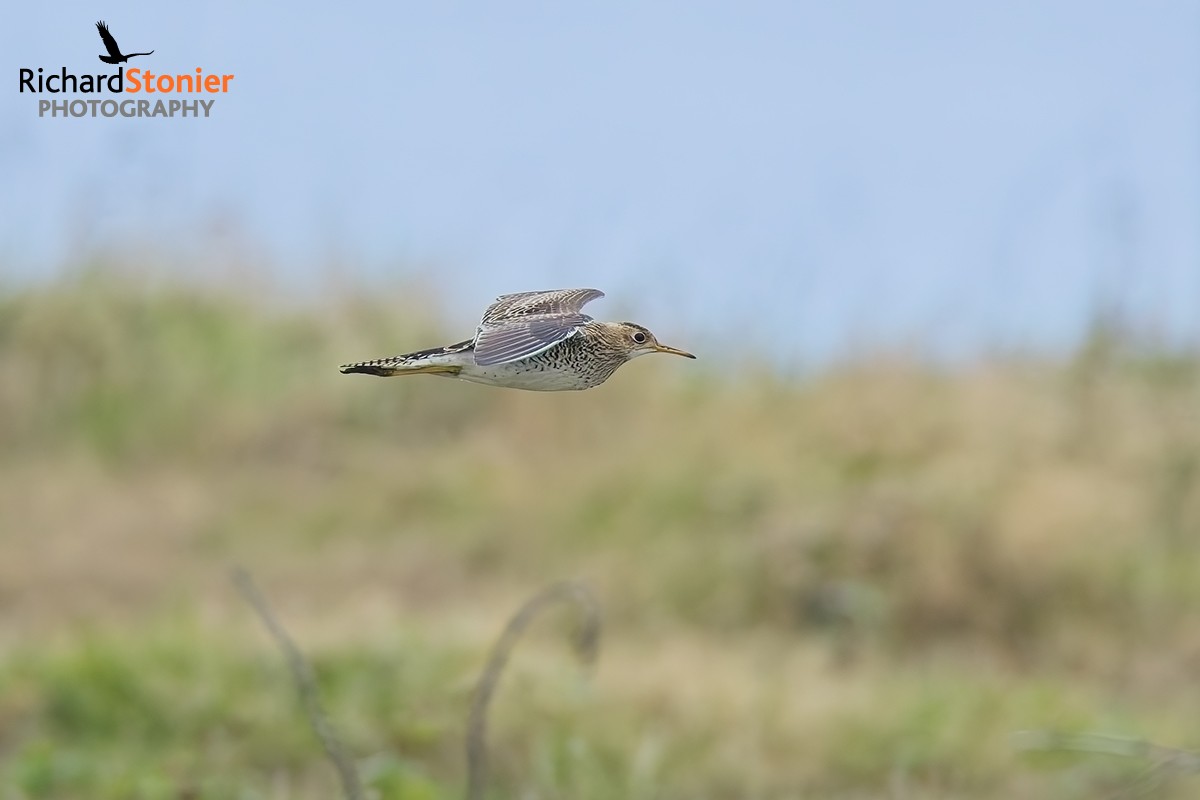Upland Sandpiper