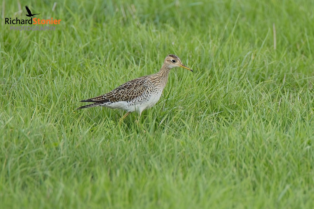 Upland Sandpiper