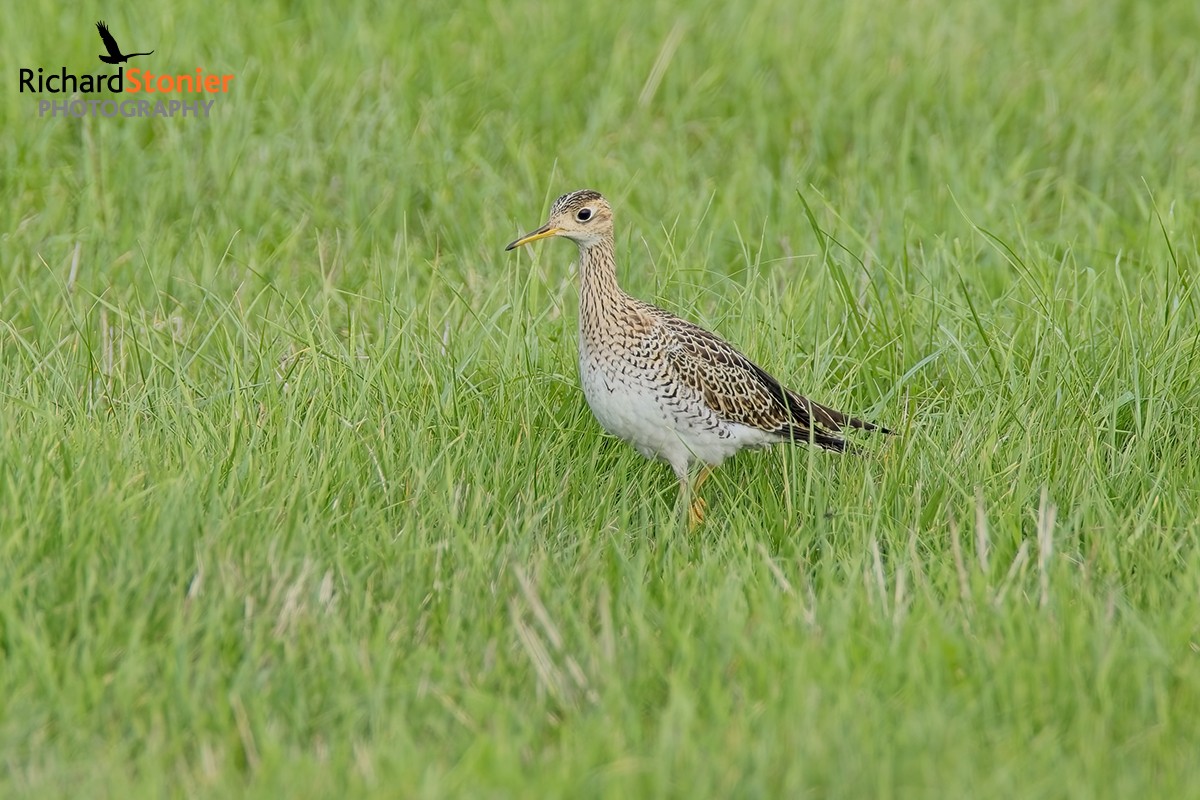 Upland Sandpiper