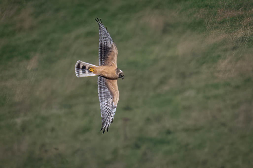 Pallid Harrier