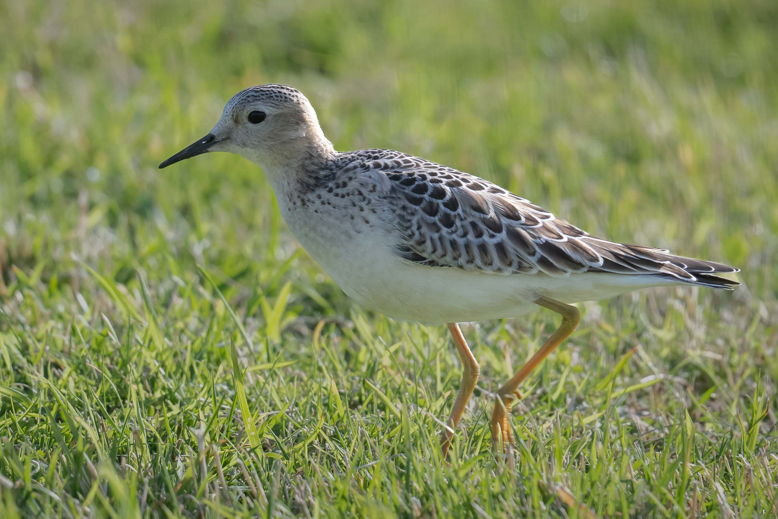 Buff-breasted Sandpiper