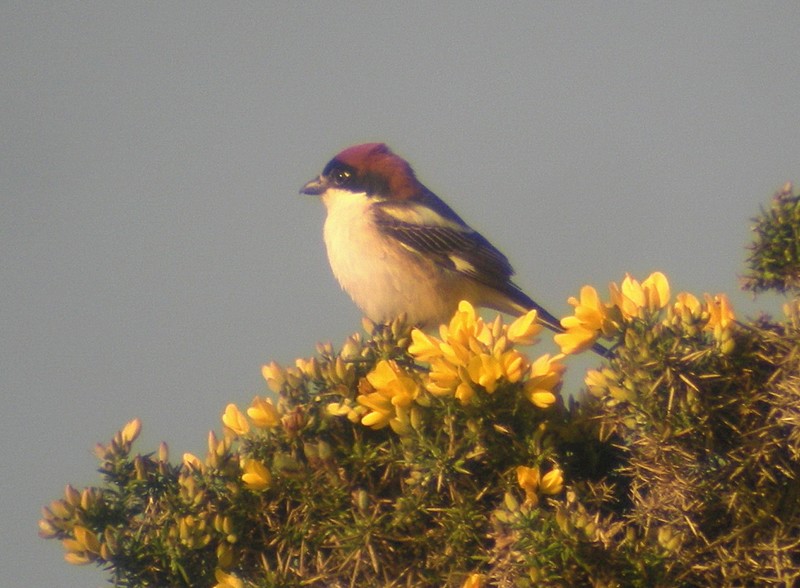 Woodchat Shrike