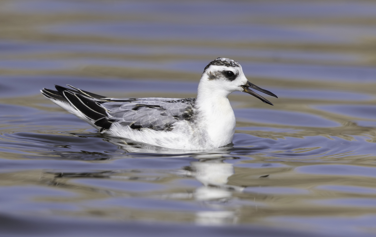 Grey Phalarope