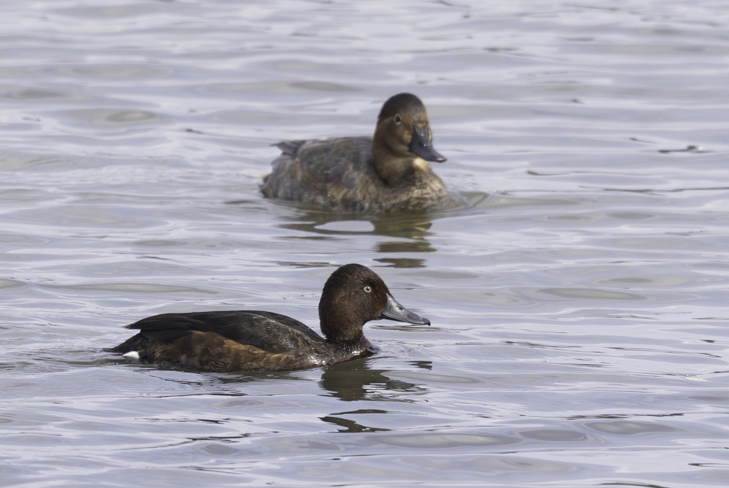 Ferruginous Duck