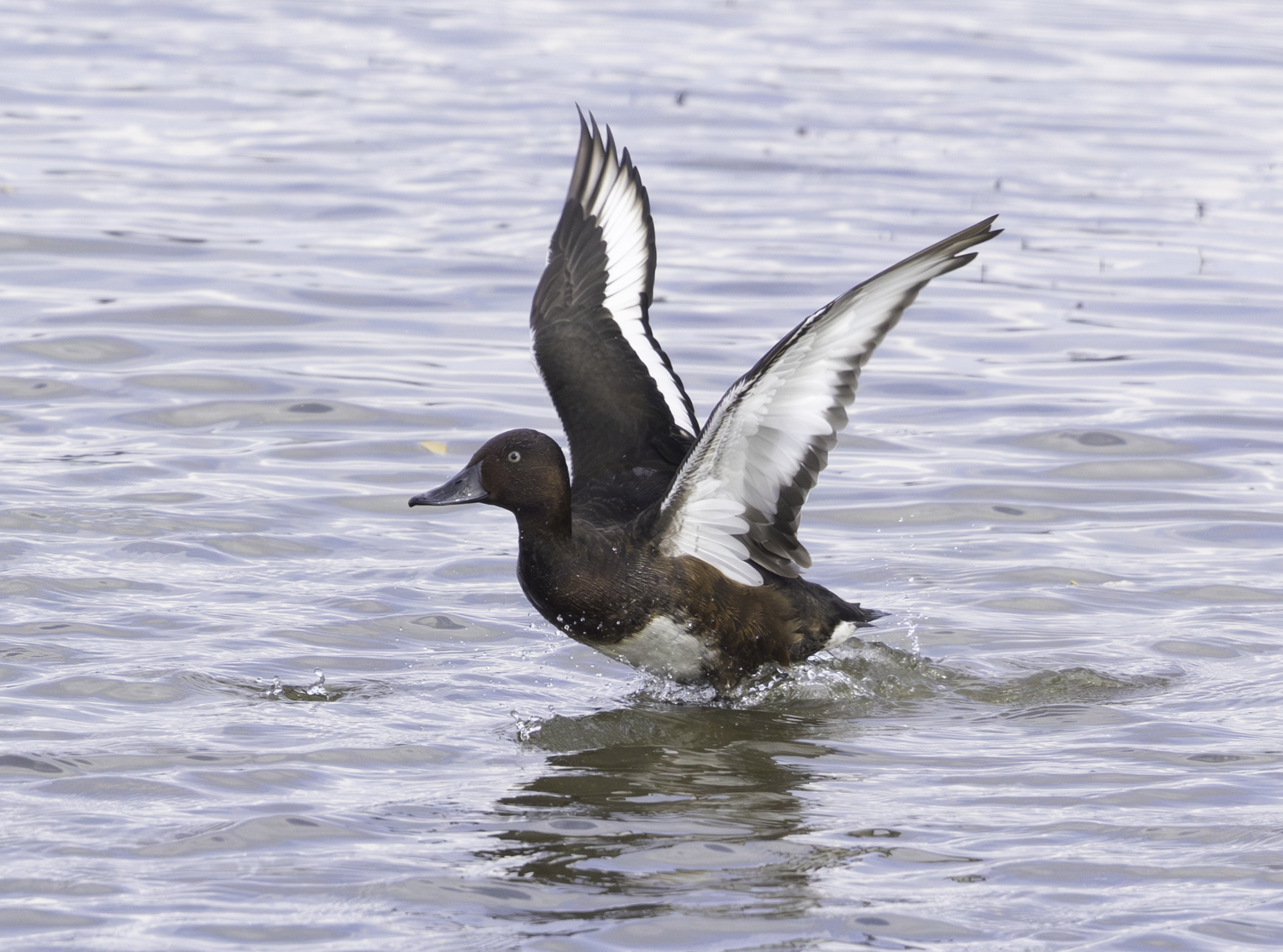 Ferruginous Duck
