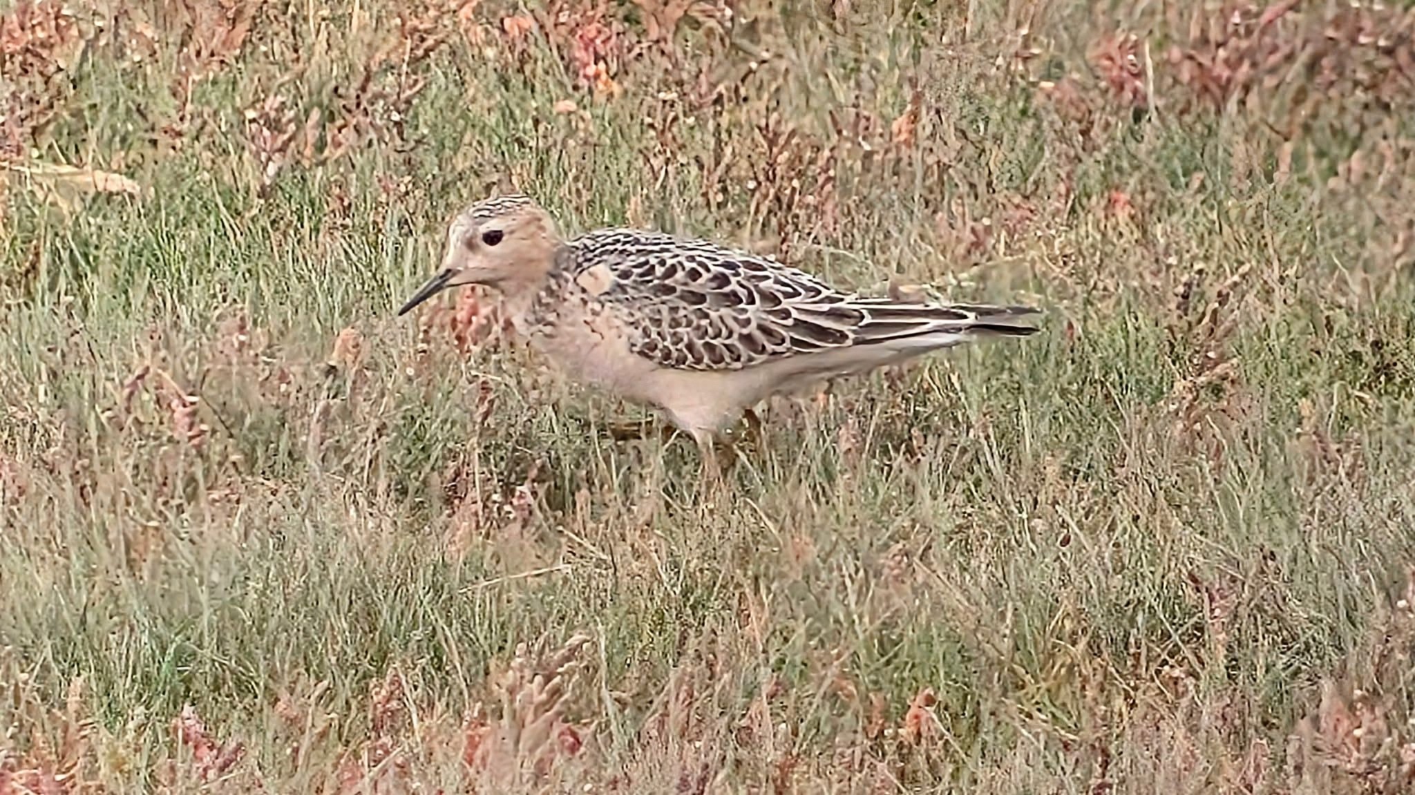 Buff breasted sandpiper 
