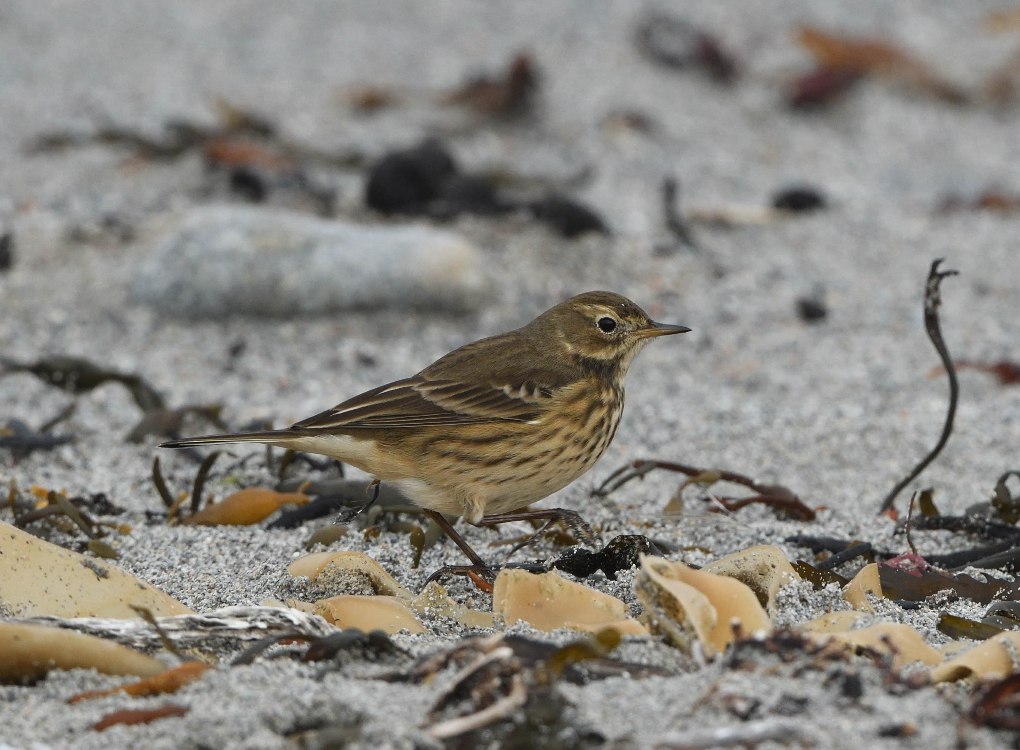 American Pipit