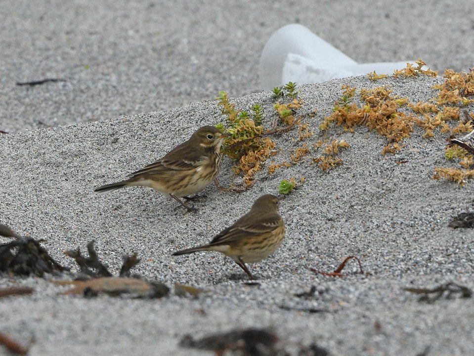 American Pipit