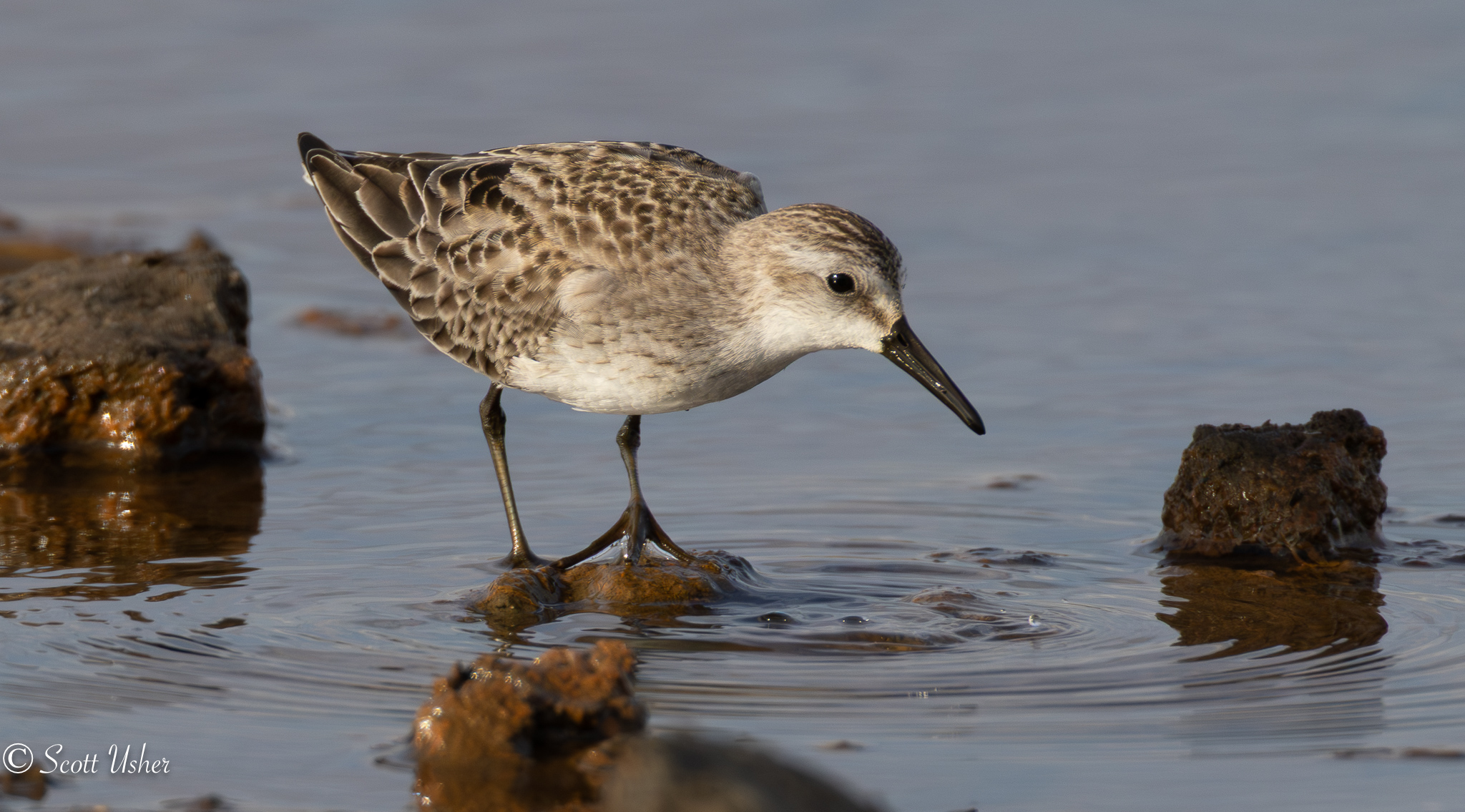 Semipalmated Sandpiper