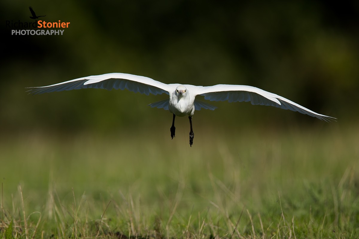 Cattle Egret