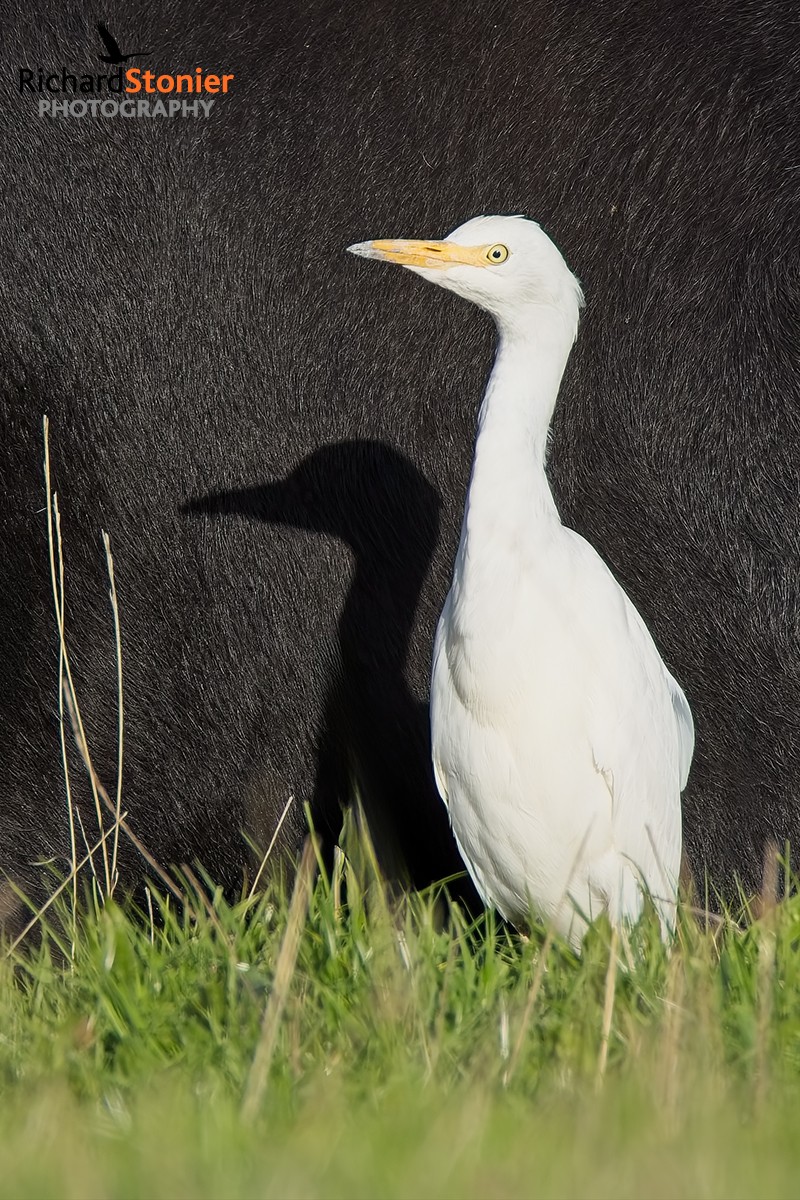 Cattle Egret